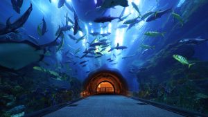 Dubai Aquarium and Underwater Zoo shark tunnel view