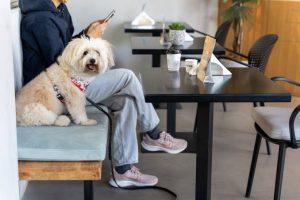 Best Pet-Friendly Cafes in Dubai You Need to Visit